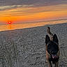 Loki is registered to the contest to win money with this photo: dog, beach, sunset, sand, sea, sky, water, sun, clouds, grass, nature, outdoor, animal, canine, playful, coast, shore, twilight, evening, vacation