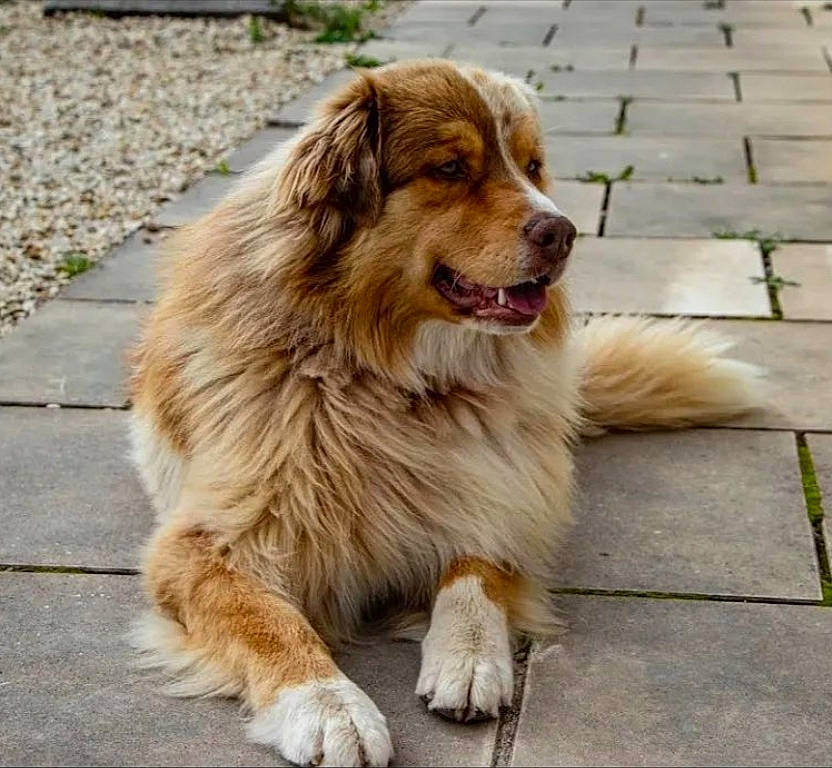 Ravenn a rejoint le concours — aidez-le/la à gagner de superbes lots ! canidae, carnivore, companion_dog, dog, dog_breed, fawn, flooring, fur, grass, gun_dog, liver, paw, plant, road_surface, snout, sporting_group, terrestrial_animal, whiskers, working_animal, working_dog