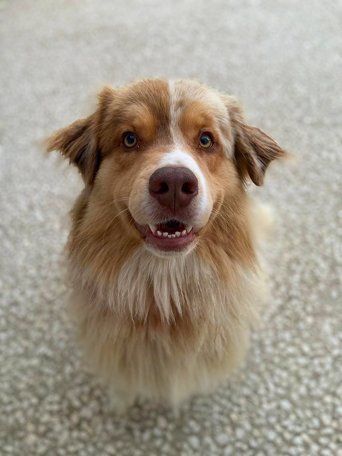 Ravenn participe au concours pour gagner de l'argent avec cette photo : ancient_dog_breeds, border_collie, carnivore, companion_dog, dog, dog_breed, fang, fur, shout, smile, snout, sporting_group, whiskers, working_dog