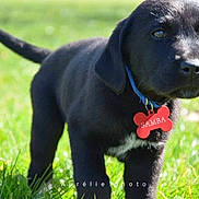 Samba participe au concours pour gagner de l'argent avec cette photo : puppy, dog, black_dog, grass, outdoor, collar, dog_tag, young_animal, pet, animal, canine, sunlight, nature, cute, fur, mammal, playful, closeup, standing, portrait