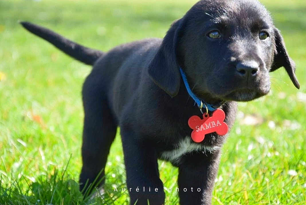 Samba participe au concours pour gagner de l'argent avec cette photo : puppy, dog, black_dog, grass, outdoor, collar, dog_tag, young_animal, pet, animal, canine, sunlight, nature, cute, fur, mammal, playful, closeup, standing, portrait