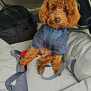 Quincy joined the competition — help win amazing prizes! dog, poodle, brown, pet, car, car_seat, harness, leash, toy, green_toy, pet_carrier, jacket, curly_fur, animal, cute, indoor, seated, looking, cozy, travel