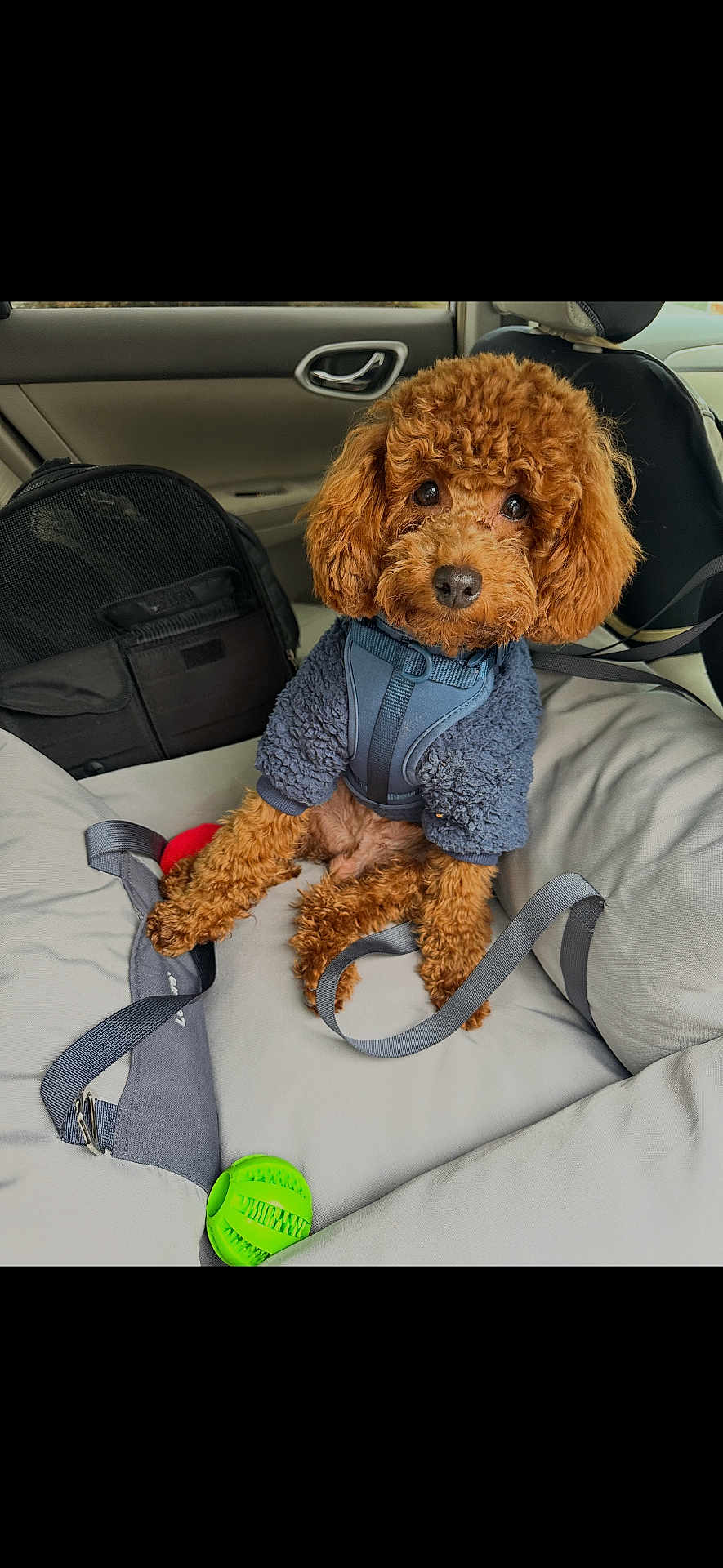 Quincy joined the competition — help win amazing prizes! dog, poodle, brown, pet, car, car_seat, harness, leash, toy, green_toy, pet_carrier, jacket, curly_fur, animal, cute, indoor, seated, looking, cozy, travel