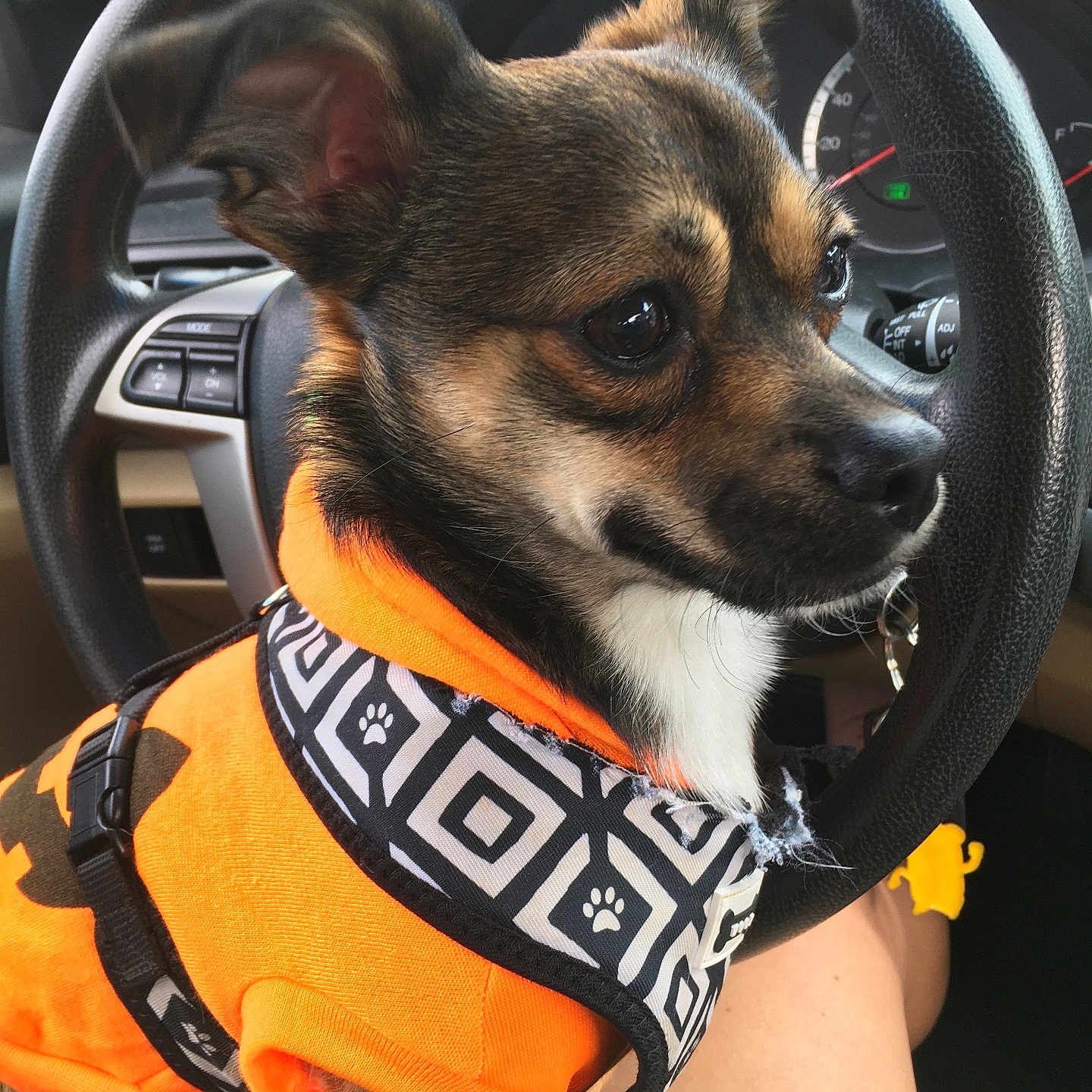 Chandler Binx is registered to the contest to win money with this photo: alloywheel, animal, baby, canine, car, carwheel, chihuahua, clothing, dog, lifejacket, machine, person, pet, puppy, spoke, tire, transportation, vehicle, vest, wheel