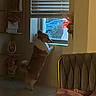 Lord Farquaad is registered to the contest to win money with this photo: dog, window, blinds, indoor, furniture, chair, car, taillight, curious, standing, pet, home, decor, shelf, vase, flower, night, shadow, quiet, cozy