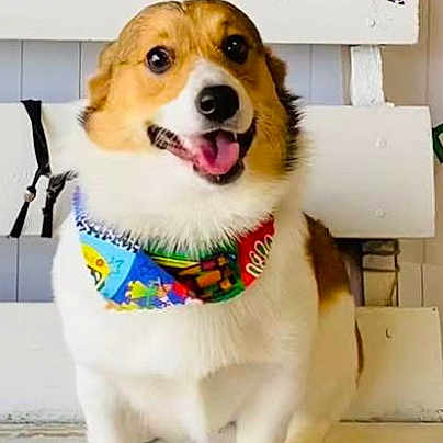 Lord Farquaad is registered to the contest to win money with this photo: dog, corgi, pet, animal, bandana, smiling, happy, sitting, white_bench, fur, cute, domestic_animal, tongue_out, friendly, portrait, canine, indoors, colorful, playful, companion