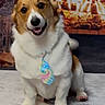 dog, corgi, tie, fireplace, indoor, pet, smiling, fur, animal, cute, cozy, warm, decor, floor, painted_nails, portrait, sitting, looking_at_camera, happy, holiday