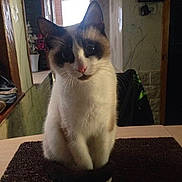 Neige a rejoint le concours — aidez-le/la à gagner de superbes lots !