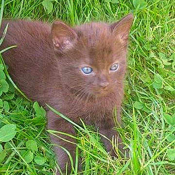 Brownies participe au concours pour gagner de l'argent avec cette photo :