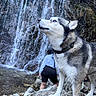 dog, husky, waterfall, rock, person, outdoor, nature, animal, water, cascade, scenery, adventure, exploration, wilderness, fur, collar, standing, landscape, travel, hiking