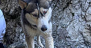 Roscoe is registered to the contest to win money with this photo: dog, husky, rock, cliff, outdoor, animal, pet, fur, nature, mountain, wild, canine, portrait, standing, gray, white, ears, paws, adventure, landscape