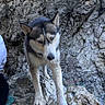 dog, husky, rock, cliff, outdoor, animal, pet, fur, nature, mountain, wild, canine, portrait, standing, gray, white, ears, paws, adventure, landscape