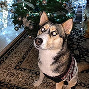 Roscoe is registered to the contest to win money with this photo: dog, husky, sweater, christmas_tree, ornaments, lights, reindeer_decoration, rug, indoor, holiday, pet, canine, festive, decor, floor, animal, cute, winter, celebration, companion
