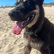 Rocket joined the competition — help win amazing prizes! dog, beach, sand, sunny, tongue_out, canine, outdoor, pet, collar, happy, animal, summer, nature, daytime, closeup, fur, ears, mouth, playful, blue_sky