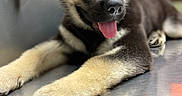 Rocket is registered to the contest to win money with this photo: animal, black_and_tan, canine, close_up, cute, dog, ears_up, fur, happy, indoor, lying_down, metal_surface, muzzle, paw, pet, playful, puppy, tongue, tongue_out, young_dog