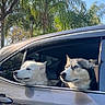 Iris is registered to the contest to win money with this photo: dog, husky, white_dog, car, window, outdoor, trees, sky, daytime, pet, animal, nature, vehicle, leisure, relaxation, travel, companion, canine, sunlight, parked_car