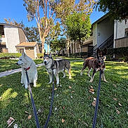 Iris joined the competition — help win amazing prizes! dog, leash, grass, outdoor, sunny, suburban, tree, building, sky, sidewalk, pet, canine, nature, daytime, animal, residential, fence, greenery, three_dogs, walk