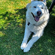 Iris is registered to the contest to win money with this photo: dog, white_dog, happy, smiling, tongue_out, grass, outdoor, sunlight, shadow, collar, pet, canine, playful, nature, animal, two_dogs, summer, relaxed, fur, daylight