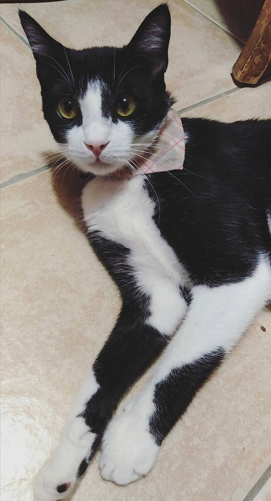 Ricoré participe au concours pour gagner de l'argent avec cette photo : american_wirehair, black_and_white, black_cat, carnivore, cat, claw, domestic_short_haired_cat, european_shorthair, felidae, fur, japanese_bobtail, kitten, mammal, paw, polydactyl_cat, small_to_medium_sized_cats, tail, whiskers