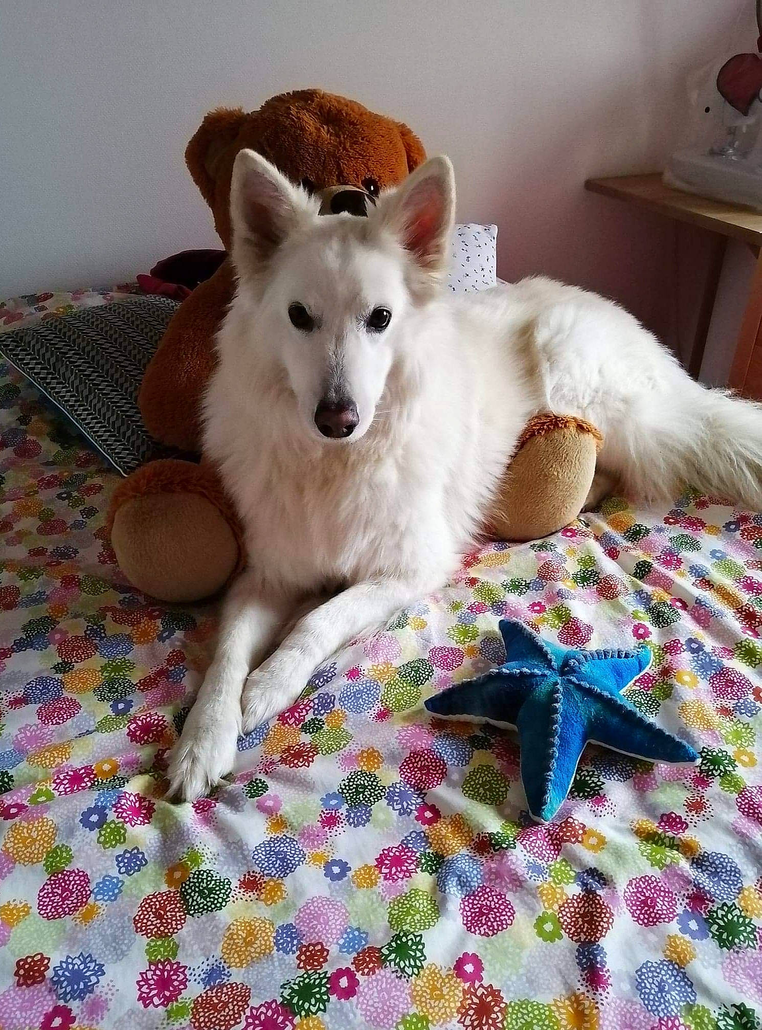 Ina participe au concours pour gagner de l'argent avec cette photo : berger_blanc_suisse, canaan_dog, canidae, carnivore, dog, dog_breed, fawn, indian_spitz, kintamani, korean_jindo_dog, mammal, non_sporting_group, norwegian_buhund, rare_breed_dog, samoyed, vertebrate, white_shepherd