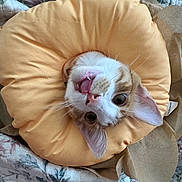 Leo joined the competition — help win amazing prizes! animal, blanket, blue_eyes, cat, close_up, cozy, cushion, ears, flower_cushion, funny, indoor, nose, orange_and_white, pet, portrait, quilted, sitting, tongue_out, upside_down, whiskers