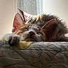 Leo joined the competition — help win amazing prizes! animal, bed, blanket, cat, cozy, cute, ears, face, ginger_cat, indoors, kitten, paw, pet, portrait, sleeping, sleepy, sunlight, whiskers, white_fur, window