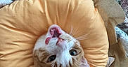 Leo is registered to the contest to win money with this photo: animal, bed, cat, cozy, cushion, ears, eyes, floral_blanket, funny, ginger_cat, indoor, lying_down, pet, portrait, pumpkin_cushion, quilt, relaxed, upside_down, whiskers, white_cat