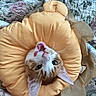 animal, bed, cat, cozy, cushion, ears, eyes, floral_blanket, funny, ginger_cat, indoor, lying_down, pet, portrait, pumpkin_cushion, quilt, relaxed, upside_down, whiskers, white_cat