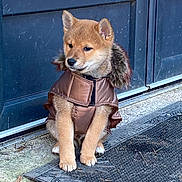 Seiko a rejoint le concours — aidez-le/la à gagner de superbes lots ! puppy, dog, brown_jacket, fur, doormat, door, outdoor, pet, animal, cute, sitting, young, canine, fur_coat, paws, portrait, domestic_animal, waiting, calm, side_view