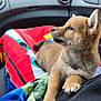 puppy, dog, car_interior, blanket, fur, cute, pet, animal, young_dog, seat, comfort, indoors, looking, side_view, paw, ears, nose, eyes, cozy, resting