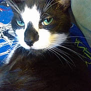 Maverick joined the competition — help win amazing prizes! cat, close_up, black_and_white, green_eyes, whiskers, pet, feline, indoor, blanket, blue, patterned, relaxed, lying_down, face, fur, animal, cute, domestic, portrait