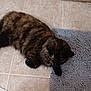 animal, bath_mat, cat, cozy, cute, domestic, feline, floor, fur, home, indoor, paw, pet, quiet, relaxed, resting, sleeping, tile, tortoiseshell, whiskers