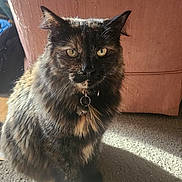 Ember is registered to the contest to win money with this photo: cat, tortoiseshell_cat, pet, collar, tag, indoor, carpet, sofa, sunlight, portrait, fur, whiskers, yellow_eyes, sitting, close_up, furniture, shadow, stare, adorable, domestic_animal
