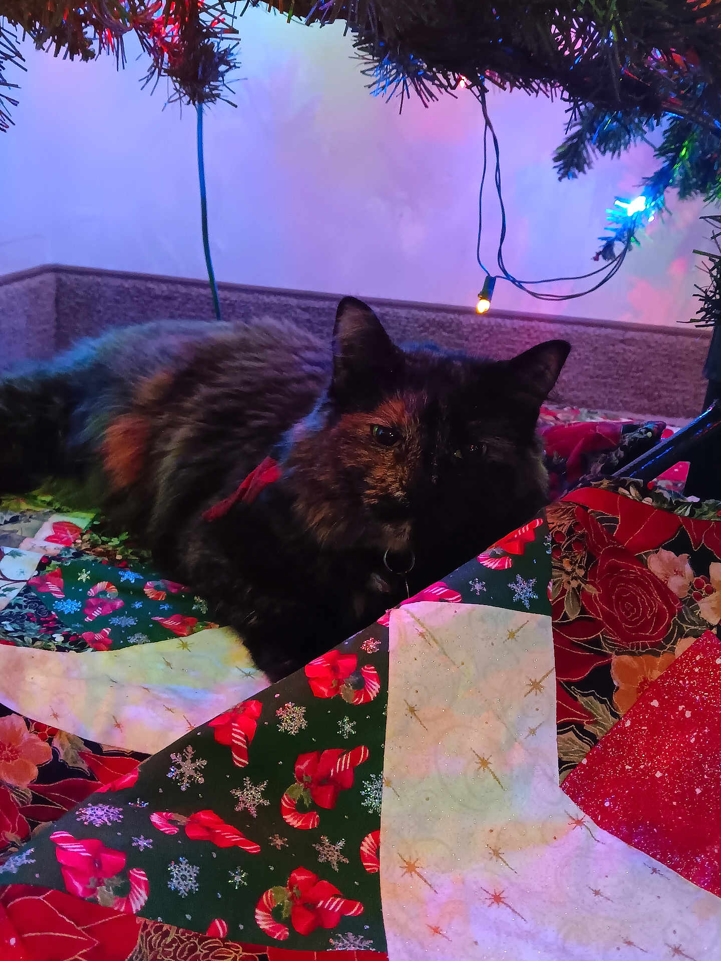 Ember joined the competition — help win amazing prizes! cat, tortoiseshell_cat, christmas_tree, christmas_lights, quilt, holiday, festive, candy_cane, snowflakes, indoor, cozy, resting, pet, animal, decorations, colorful, fabric, soft_lighting, relaxing, seasonal