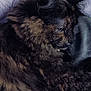 animal, cat, close_up, companion, cozy, cute, domestic_animal, ears, feline, fur, indoor, mammal, pet, relaxed, resting, side_profile, sleepy, soft, tortoiseshell, whiskers