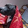animal, black_dog, blanket, cabinet, cardboard_box, cozy, curious, dog, domestic, floor_tiles, furniture, home, indoor, looking_away, pet, portrait, red_blanket, seated, white_markings, wrapped