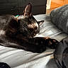 animal, bed, bedding, black_cat, cat, collar, cozy, cute, domestic_animal, feline, fur, indoor, paw, pet, relaxation, resting, sleeping, soft, sunlight, warm_light