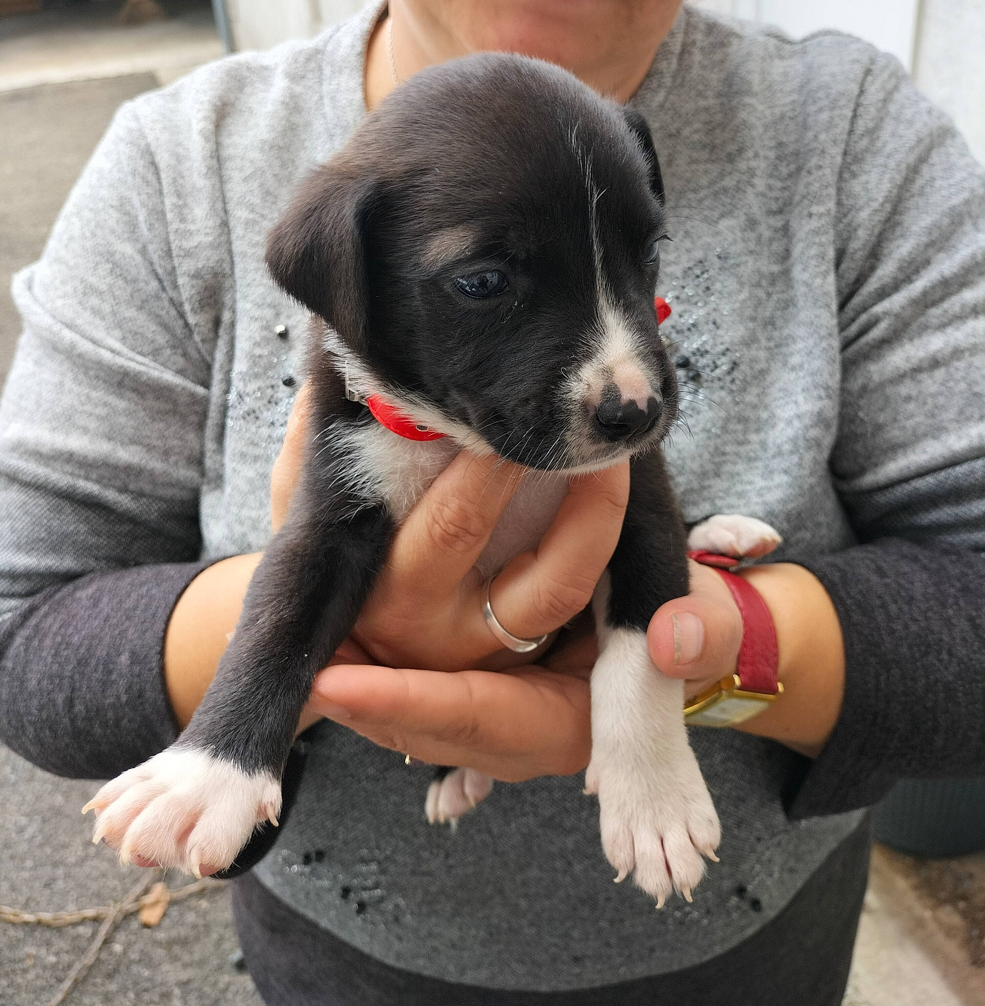 Marley participe au concours pour gagner de l'argent avec cette photo : canidae, carnivore, comfort, companion_dog, dog, dog_breed, fawn, fur, gesture, grey, nail, paw, sitting, sleeve, snout, sporting_group, working_animal, wrist