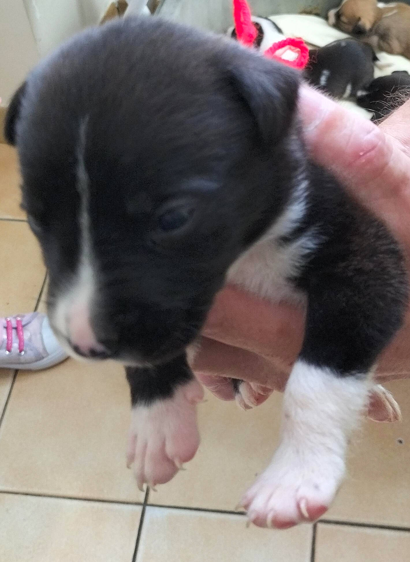 Marley participe au concours pour gagner de l'argent avec cette photo : borador, boston_terrier, carnivore, companion_dog, dog, dog_breed, flooring, foot, fur, non_sporting_group, paw, puppy_love, snout, sporting_group, toy_dog, whiskers, working_animal, working_dog