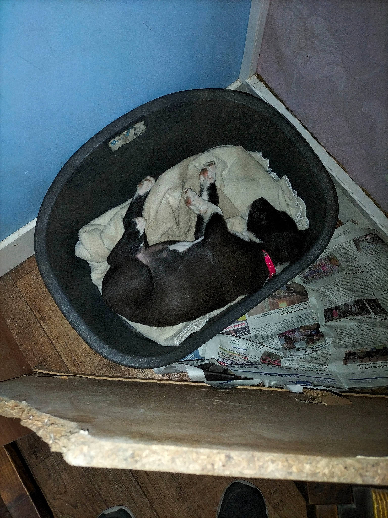 Marley a rejoint le concours — aidez-le/la à gagner de superbes lots ! auto_part, automotive_exterior, automotive_tire, automotive_wheel_system, baby_products, bumper, canidae, carmine, carnivore, comfort, dog, dog_breed, metal, motor_vehicle, rim, sporting_group, trunk, vehicle_door, waste_container, wood