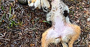 Bianca participe au concours pour gagner de l'argent avec cette photo : dog, puppy, lying_down, belly_up, scruffy, white_fur, brown_fur, black_fur, outdoor, mulch, wood_chips, pebbles, grass, leash, playful, relaxed, funny_pose, backyard, closeup, animal