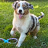 puppy, dog, outdoor, grass, garden, playful, happy, smiling, tongue, floppy_ears, fur, black_white, brown, sitting, running, paw, tail, rope_toy, sunlight, portrait