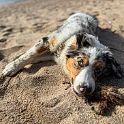Bianca participe au concours pour gagner de l'argent avec cette photo : dog, puppy, beach, sand, outdoor, lying_down, fluffy, tri_color, blue_eyes, pet, animal, collar, portrait, close_up, sunlight, shadow, shoreline, playful, relaxed, nature