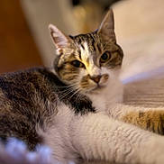 Cacahuète a rejoint le concours — aidez-le/la à gagner de superbes lots ! cat, tabby, white_cat, pet, animal, feline, whiskers, green_eyes, ears, fur, striped_fur, lying_down, relaxed, indoor, bed, cozy, close_up, portrait, warm_lighting, home