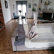 Lutece a rejoint le concours — aidez-le/la à gagner de superbes lots ! blanket, chairs, couch, curtains, decorations, dining_table, dog, fireplace, floor_tiles, flowers, home_interior, indoor, living_room, painting, pet, sitting, vase, wall_clock, white_dog, window