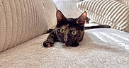 Frida is registered to the contest to win money with this photo: animal, cat, close_up, comfort, cozy, curious, cushion, ears_up, feline, home, indoor, lying_down, pet, relaxed, resting, sofa, soft_lighting, texture, tortoiseshell, wide_eyes