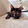 animal, cat, close_up, comfort, cozy, curious, cushion, ears_up, feline, home, indoor, lying_down, pet, relaxed, resting, sofa, soft_lighting, texture, tortoiseshell, wide_eyes