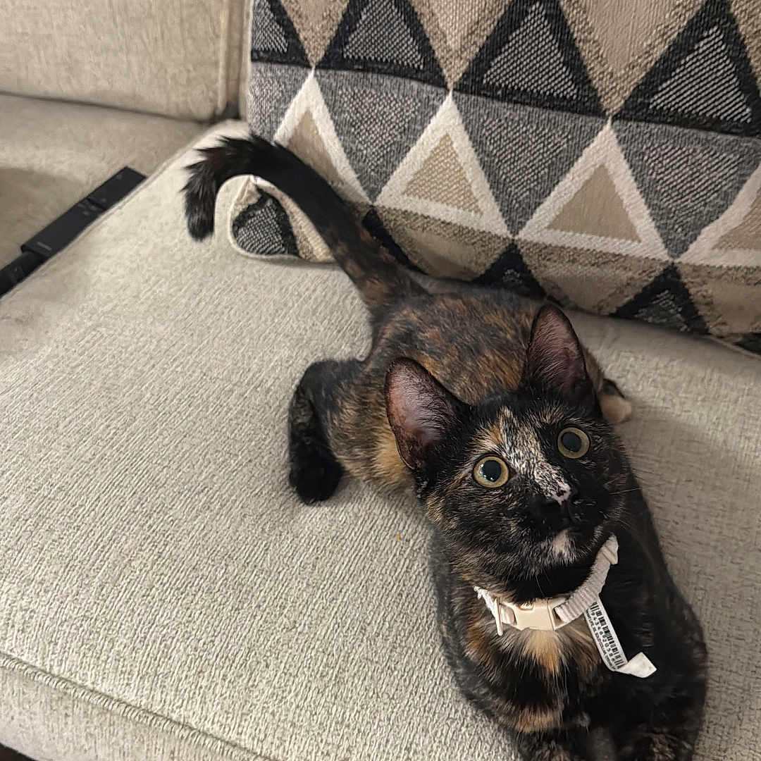 Frida