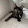Frida is registered to the contest to win money with this photo: animal, cat, comfortable, cozy, cushion, cute, domestic_animal, ears, feline, fur, green_eyes, home, indoor, pet, relaxed, resting, sofa, tortoiseshell_cat, whiskers, window_light