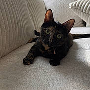 Frida is registered to the contest to win money with this photo: animal, cat, collar, couch, cozy, curious, domestic_cat, ears, feline, fur_pattern, green_eyes, home, indoor, pet, plush, relaxed, soft_texture, tortoiseshell_cat, whiskers, window_light